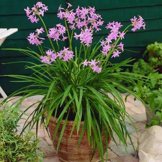 Tulbaghia, Vild vitlök
