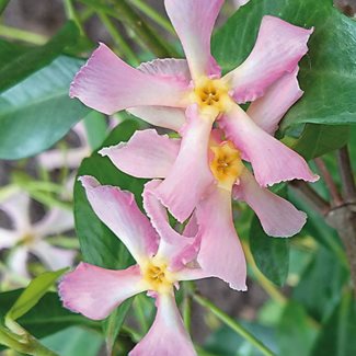Jasmin, Pink Showers