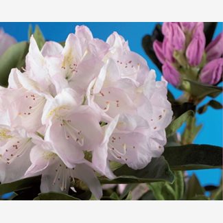 Rhododendron, Cunninghams white