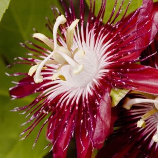 Passionsblomma, Victoria