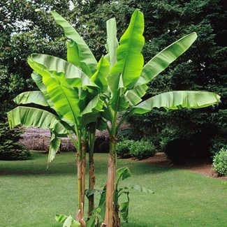 Bananträd, Musa Basjoo