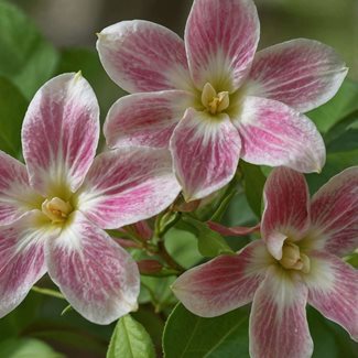 Jasmin, Summer Scent