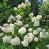 Hortensia, Vipphortensia, Silver Dollar