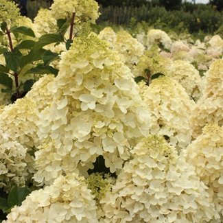 Hortensia, Vipphortensia, Silver Dollar