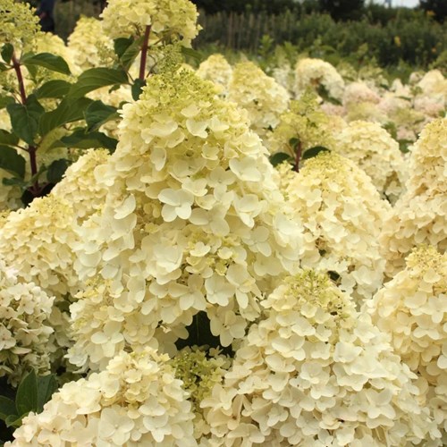 Hortensia, Vipphortensia, Silver Dollar