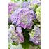 Hortensia, Early Blue