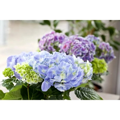Hortensia, Early Blue
