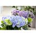Hortensia, Early Blue