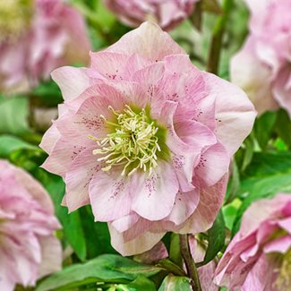 Julros, Double pink
