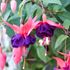 Fuchsia, Hängande, Maori Madi