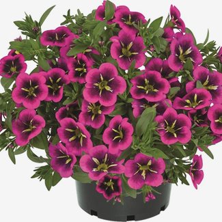 Petunia, Cabaret Good Night Kiss