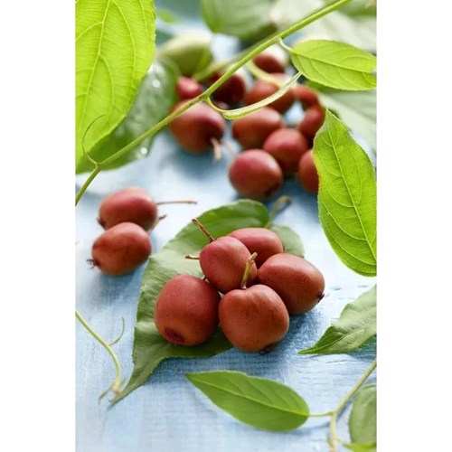 Kiwi, Minikiwi, Kens Red