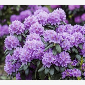 Rhododendron, Catawbiense Grandiflora