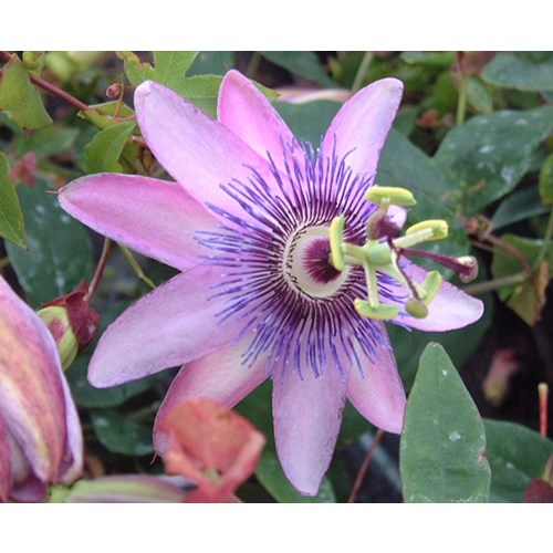Passionsblomma, Lavendel Lady