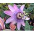 Passionsblomma, Lavendel Lady