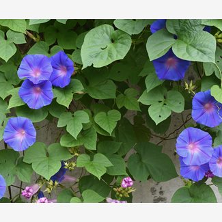 Blomman för dagen, blå