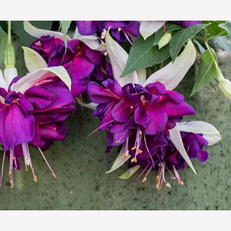 Fuchsia, Hängande, Deep Purple