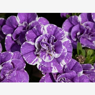Petunia, Double Loopy Lavender