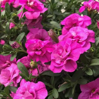 Petunia, Double Pinkmania