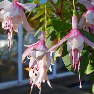 Fuchsia, Annabel