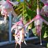 Fuchsia, Annabel