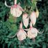 Fuchsia, Annabel