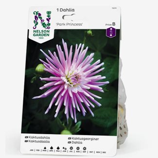 Dahlia, Park Princess