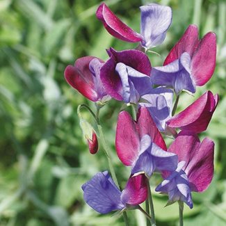 Luktärt, Cupani (grandiflora)