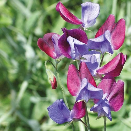 Luktärt, Cupani (grandiflora)