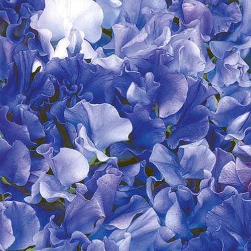 Luktärt, Singing The Blues
