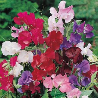 Luktärt, Bouquet Mixed