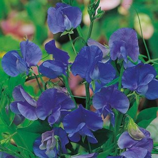Luktärt, Blue Velvet