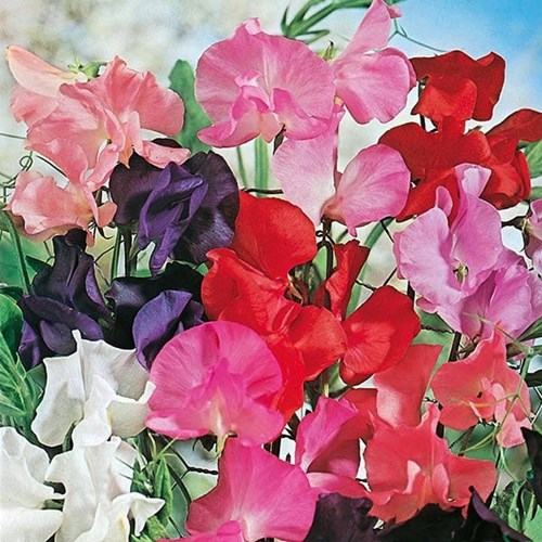 Luktärt, Tall mixed