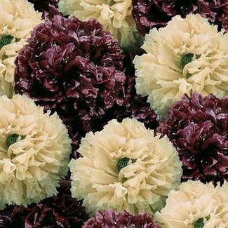 Vallmo, Opievallmo, Irish Velvet