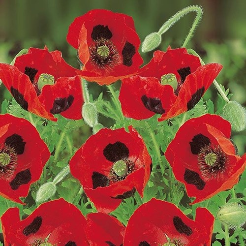 Vallmo, Fläckvallmo, Ladybird