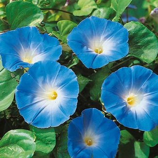 Blomman för dagen, Heavenly Blue