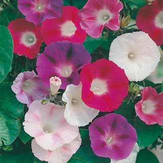 Blomman för dagen, Choice mixed
