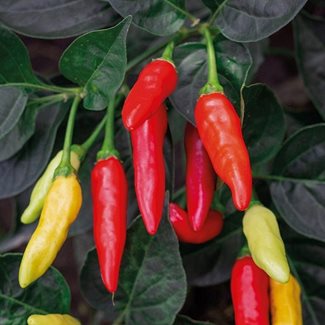 Chili, Tabasco