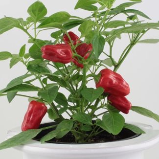 Chili, Hot Pot