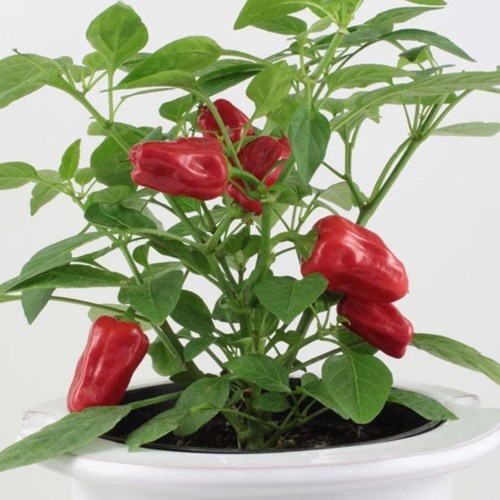 Chili, Hot Pot