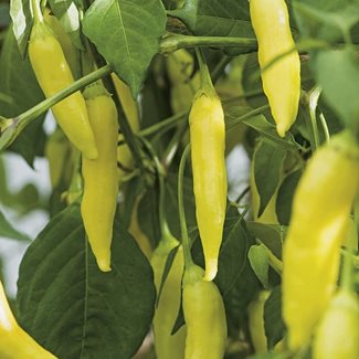 Chili, Havana Gold