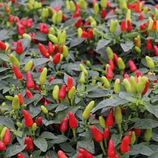 Chili, Fields of Fire