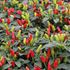 Chili, Fields of Fire