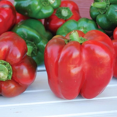 Paprika, King of the North