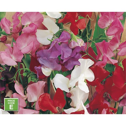 Luktärt, Jet Set mixed
