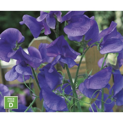 Luktärt, Mammoth Blue