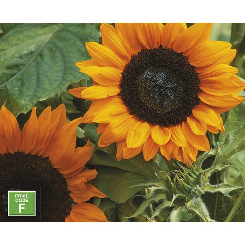 Solros, Copper Queen F1