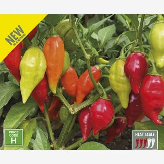 Chili, Raging Bull F1
