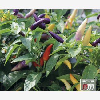 Chili, Jazz