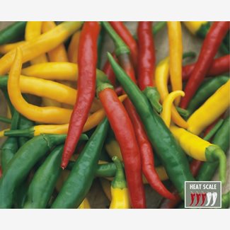 Chili, Devil´s Brew